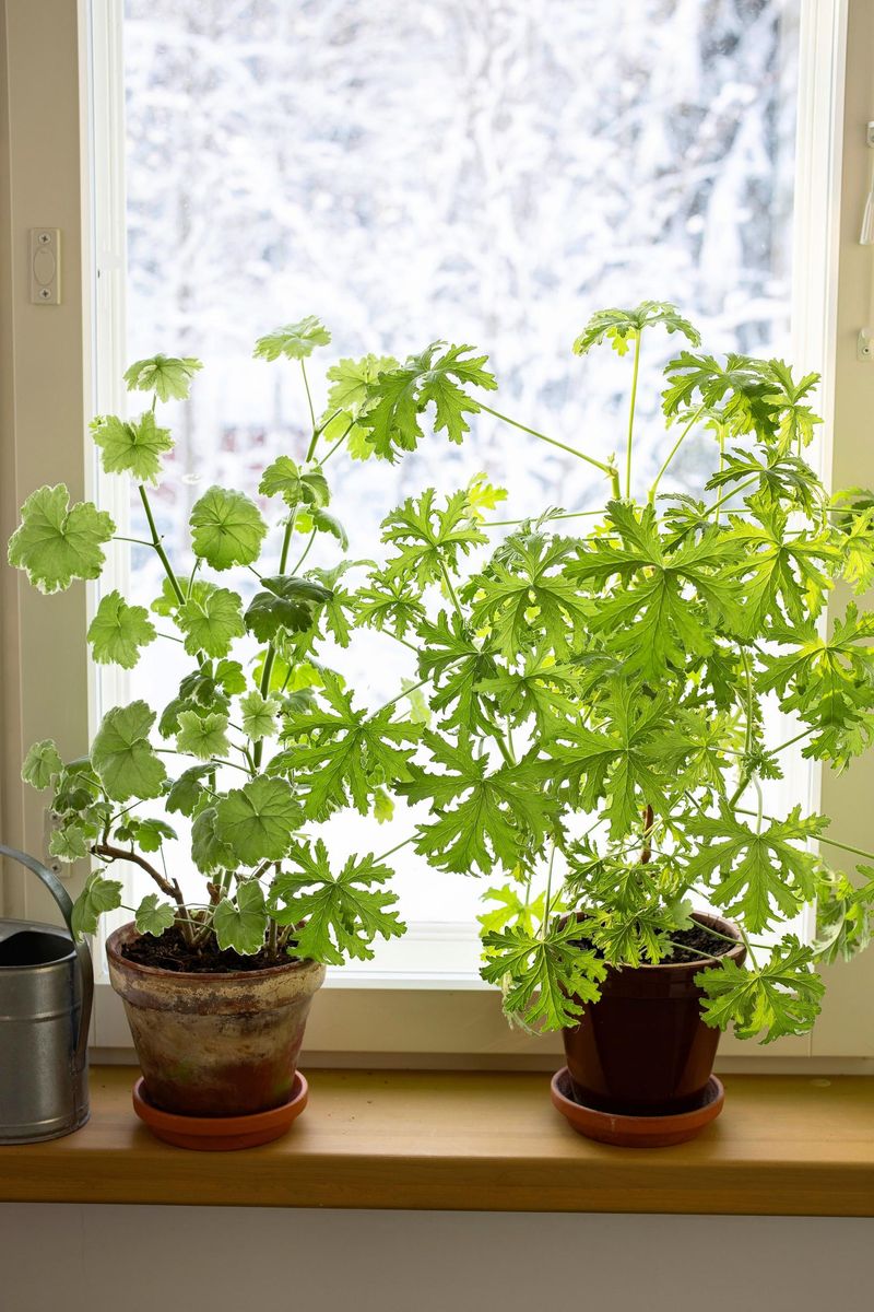 Let the potting mix dry somewhat between waterings