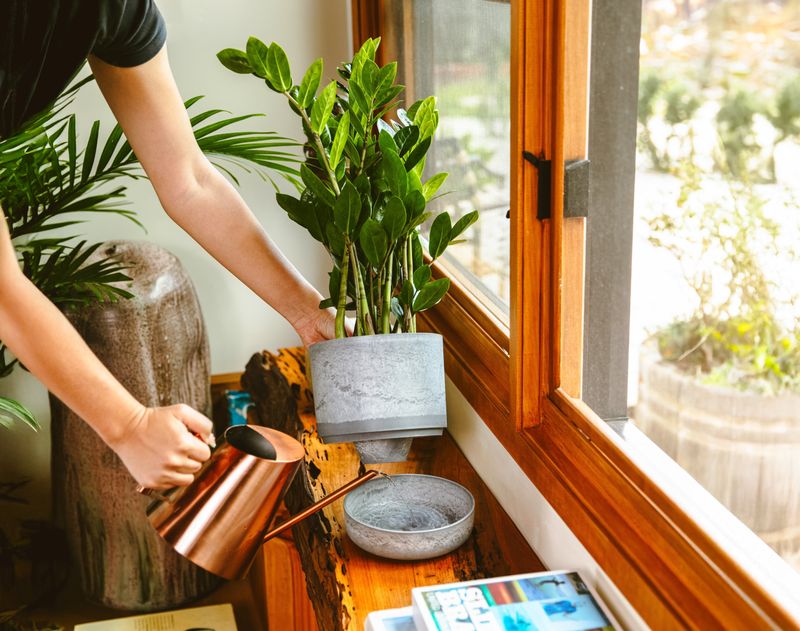 Let the potting mix set the watering schedule