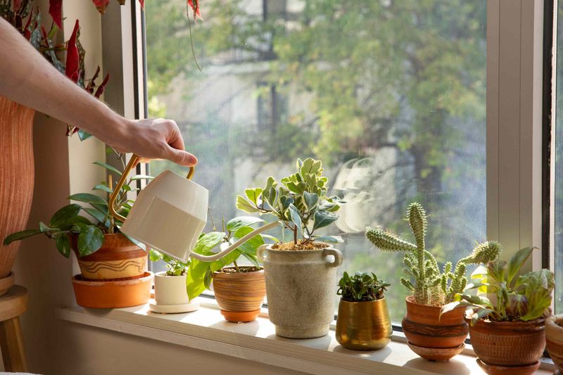Let the potting mix—not a calendar—guide watering
