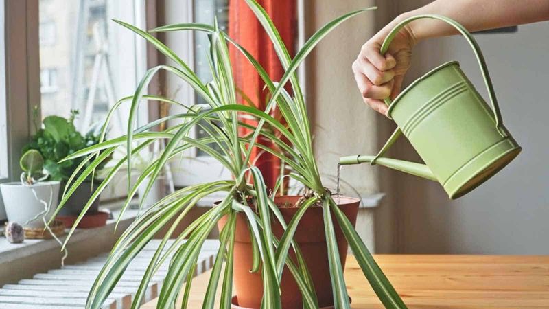 Let the soil—not the calendar—guide watering