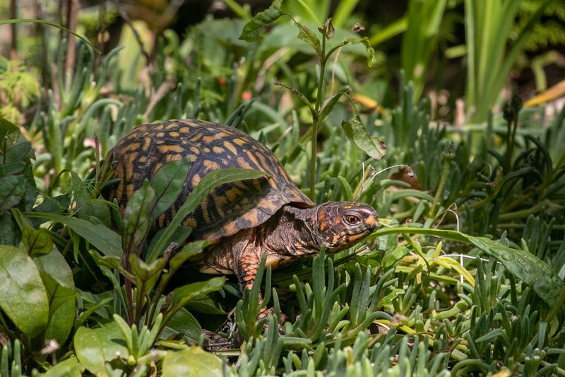 Let the turtle be a neighbor, not a pest-control plan Let the turtle be a neighbor, not a pest-control plan