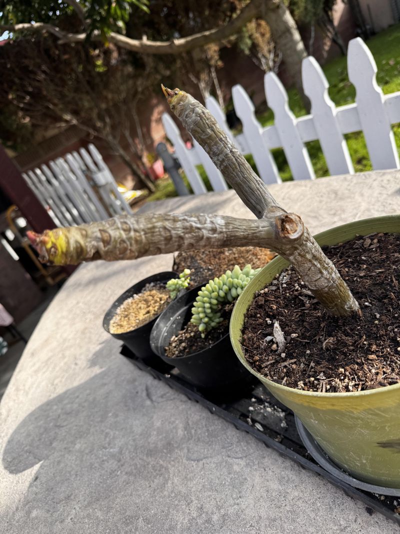 Let watering follow growth, not habit