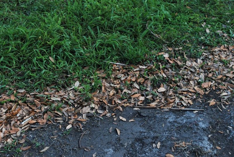 Letting Live Oak Leaves Smother the Grass Letting Live Oak Leaves Smother the Grass