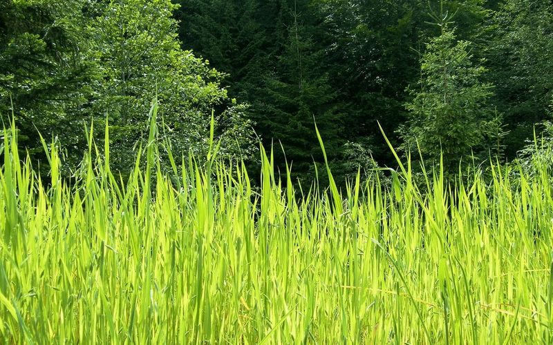 Letting the Grass Grow Too Tall Near the House