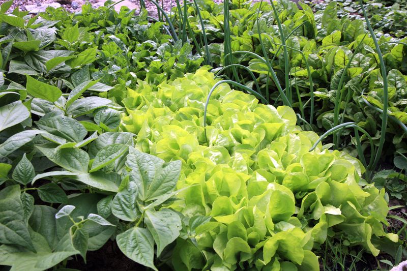 Lettuce Lettuce