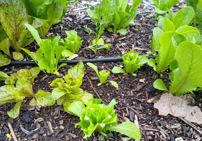 Lettuce