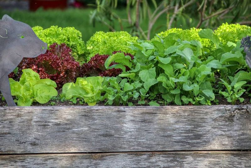 Lettuce
