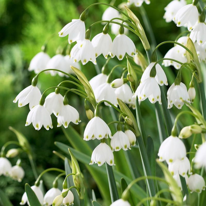 Leucojum (Summer Snowflake)