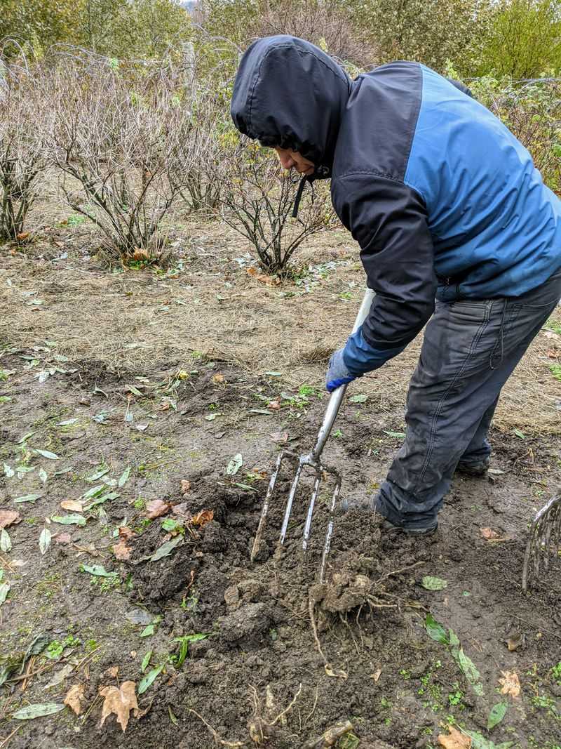 Lift the clump carefully to protect next year's growth