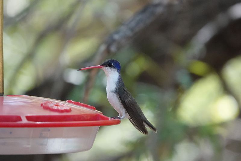Limit wasp access with feeder design and cleanup