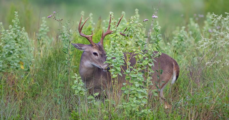 Limited forage can increase browsing