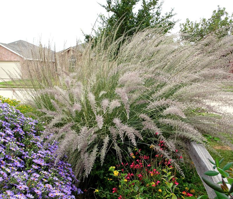 Lindheimer’s Muhly Is a Texas Option Lindheimer’s Muhly Is a Texas Option