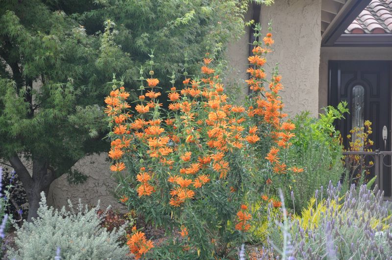 Lion's Tail