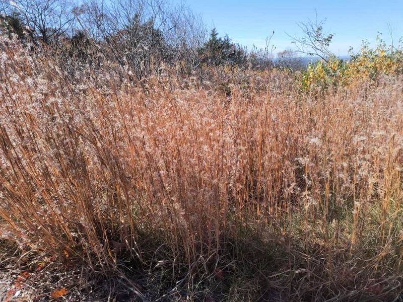 Little Bluestem Little Bluestem