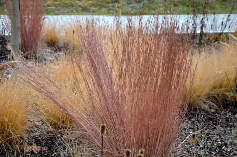 Little Bluestem