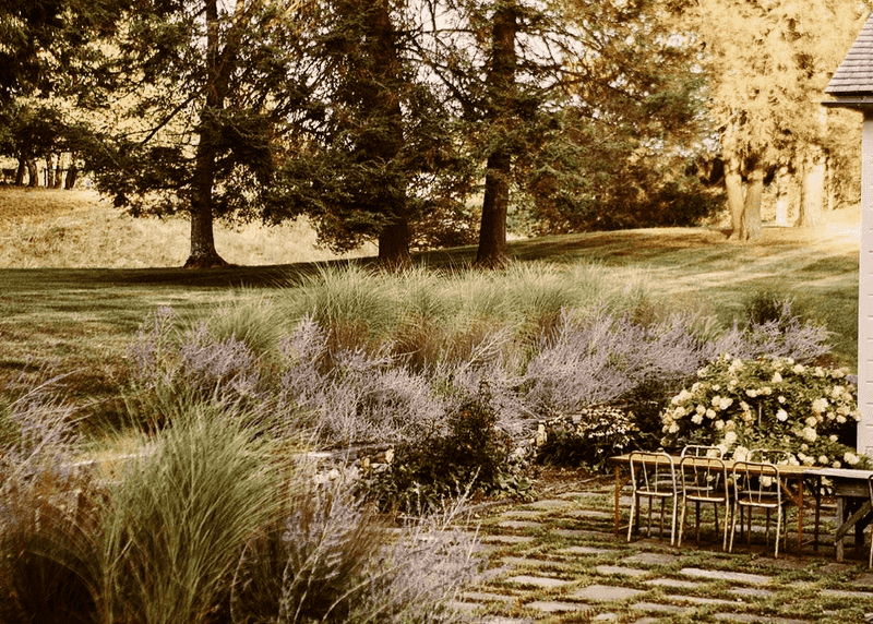 Little Bluestem
