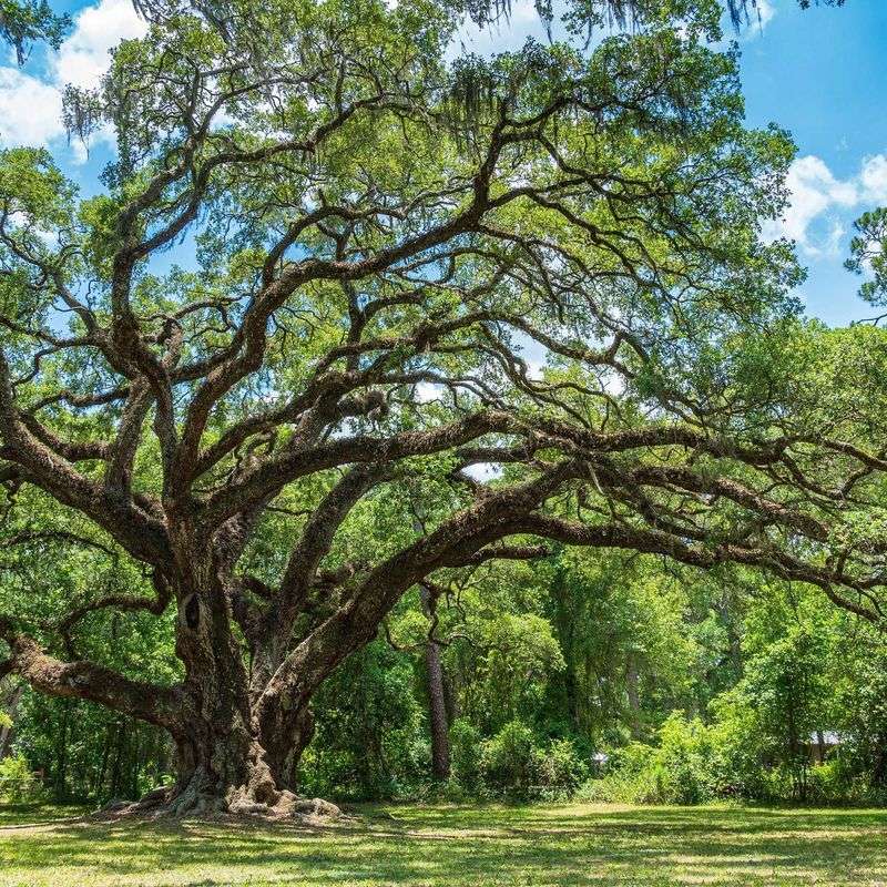 Live Oak