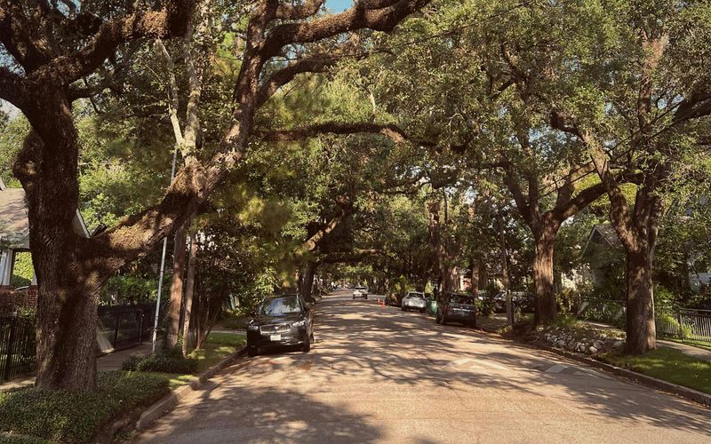 Live Oak