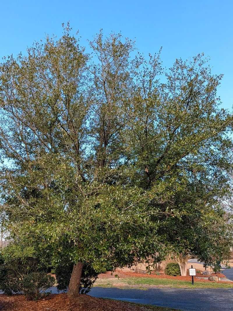 Live Oak Live Oak