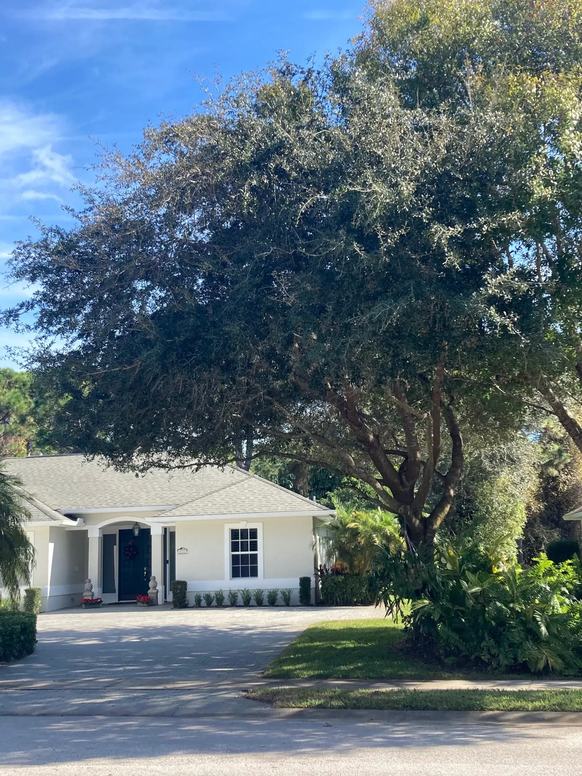 Live Oak Live Oak