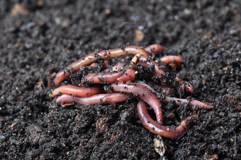 Living Soil Brings Backyard Allies