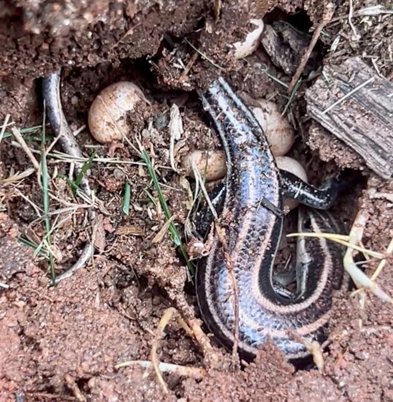 Logs give skinks cover, while litter offers foraging ground