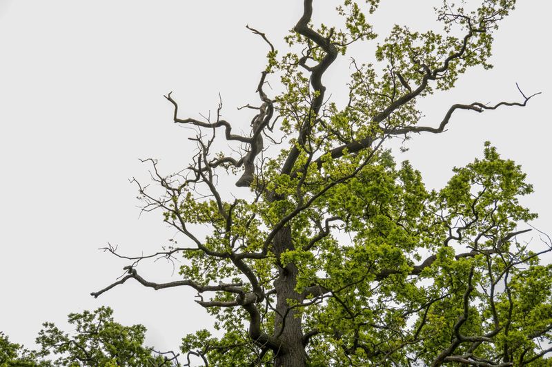 Look at the tree and its neighbors