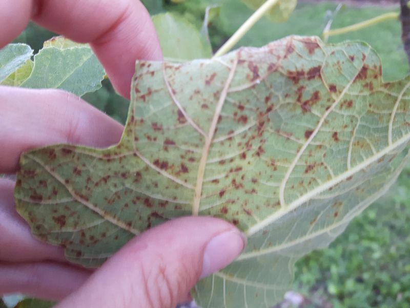 Look beneath leaves for signs of fig rust
