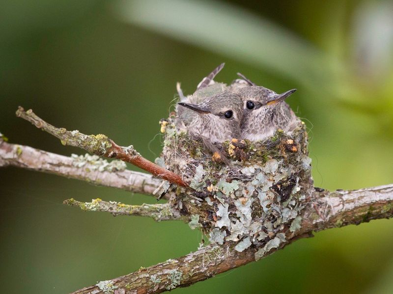 Look for a small cup on a horizontal branch