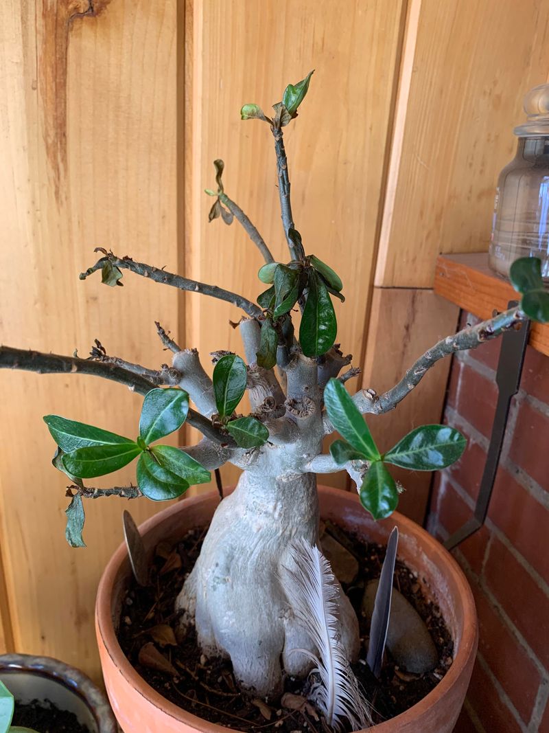 Look for new growth before calling it dormancy