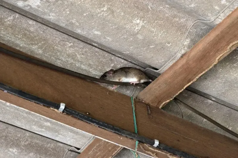 Look for signs of rat activity before you cut