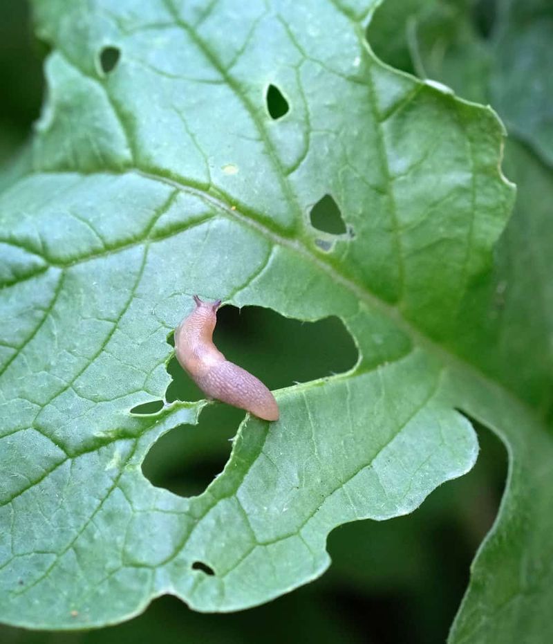 Look for signs of slug damage on tender greens