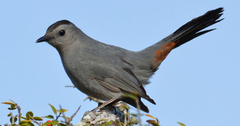 Look for the gray body and black cap