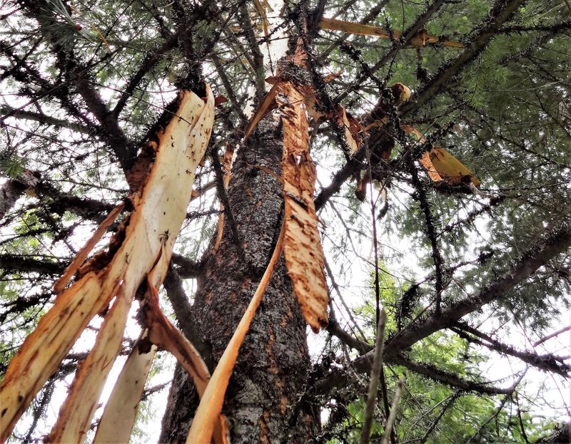 Loose Bark and Dead Tree Limbs