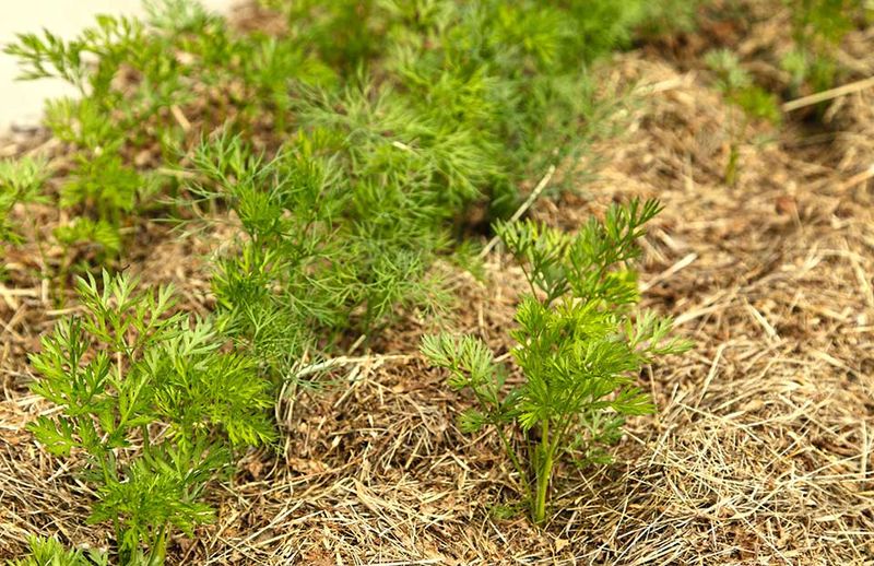 Loose mulch can extend carrot harvest