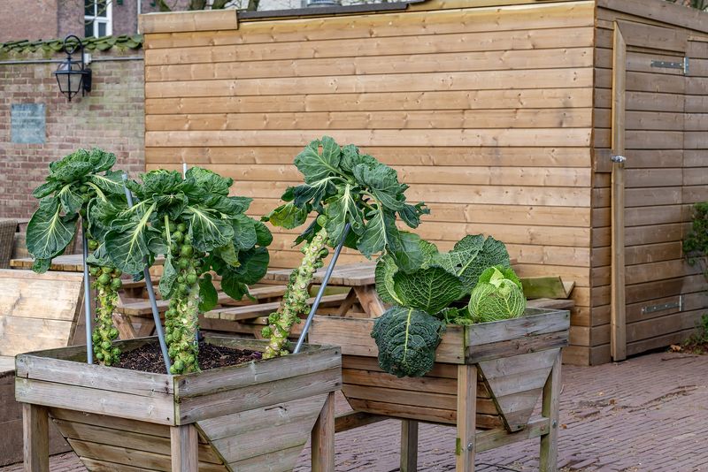 Loose sprouts are not always a topping problem