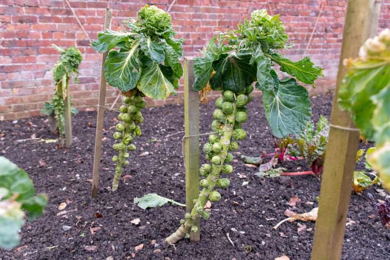 Loose sprouts can have more than one cause