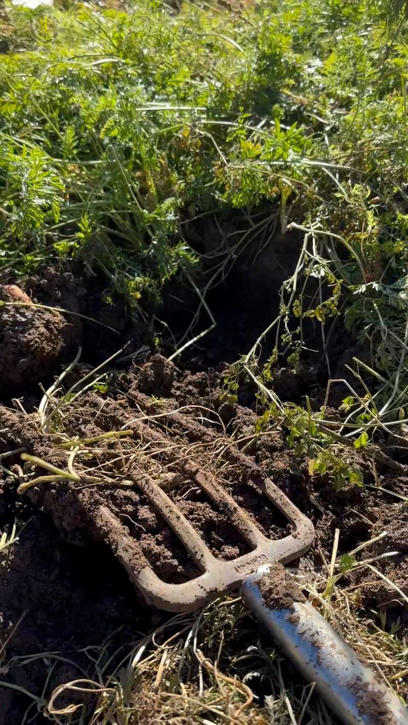 Loosen the soil before lifting Loosen the soil before lifting