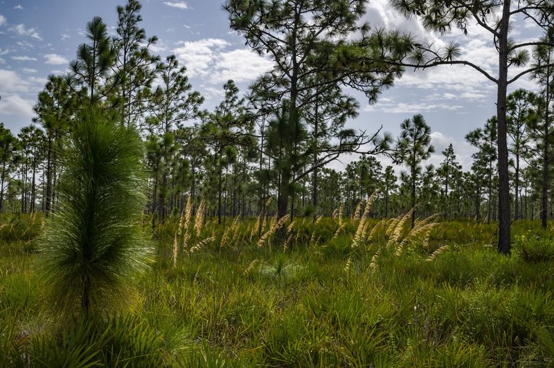Lopsided Indiangrass