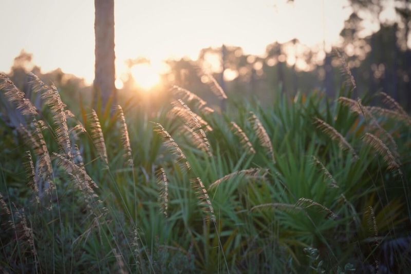 Lopsided Indiangrass
