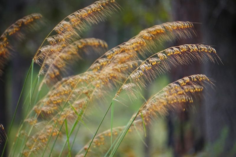 Lopsided Indiangrass