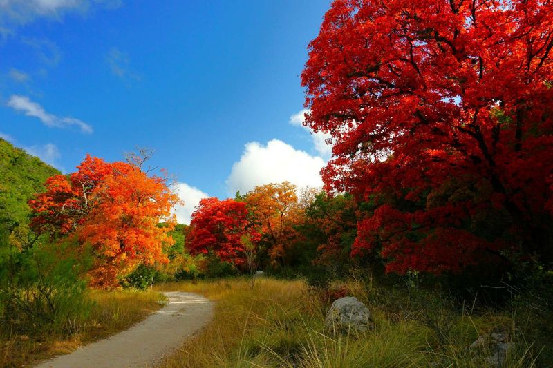 Lost Maples State Natural Area