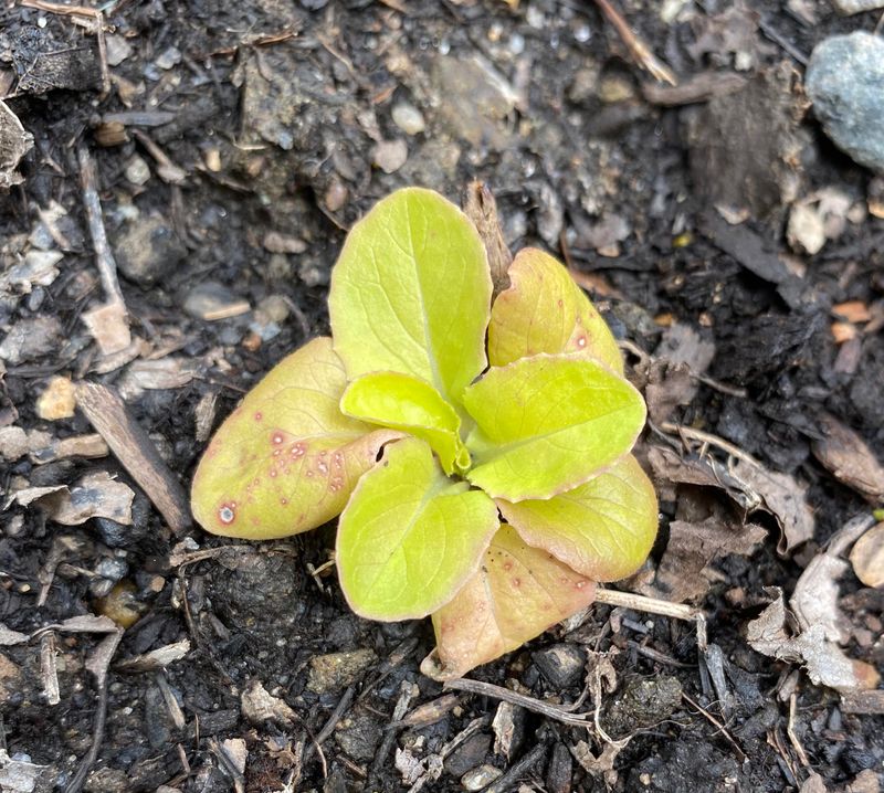 Low fertility can pale lettuce, but appearance cannot confirm it