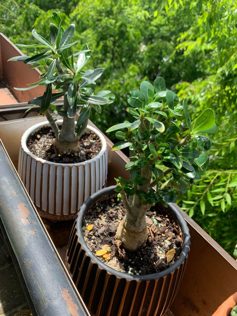 Low light can keep a desert rose from flowering