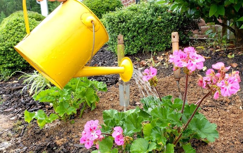 Lower leaves can yellow in too little or too much water