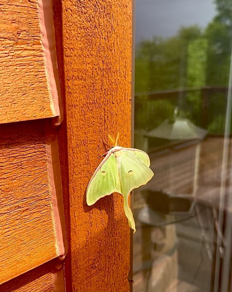 Luna moths are part of North Carolina’s wooded neighborhoods Luna moths are part of North Carolina’s wooded neighborhoods