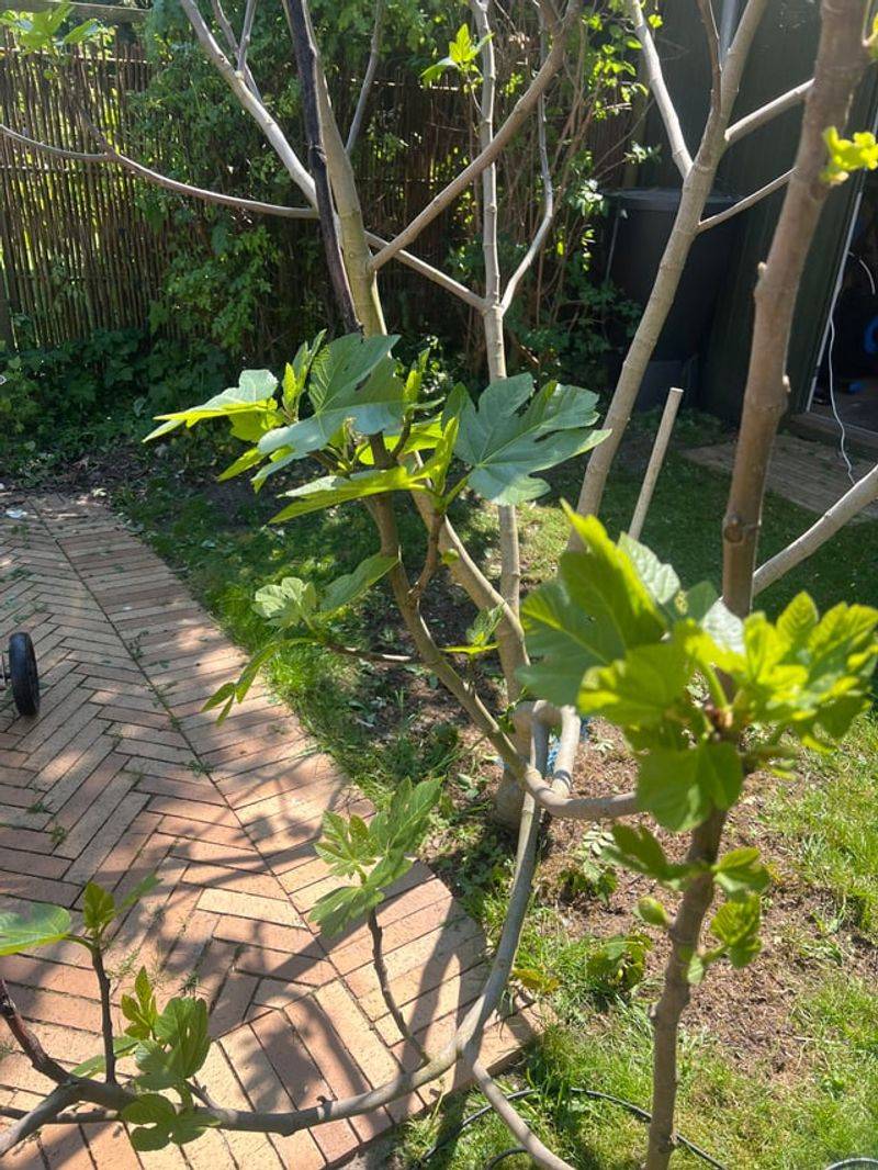 Lush Growth Is a Clue, Not a Diagnosis