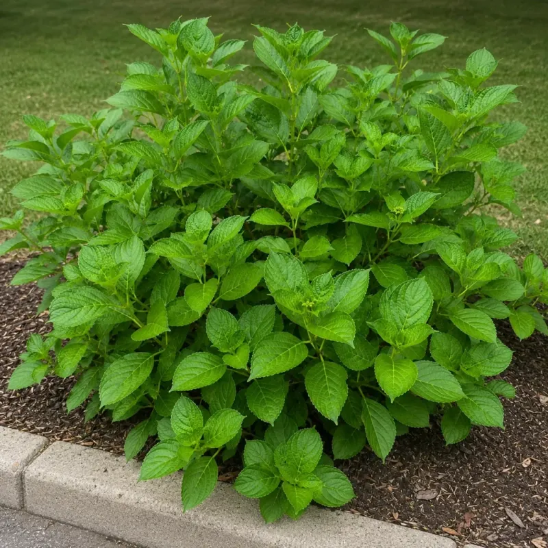 Lush foliage may point to excess nitrogen