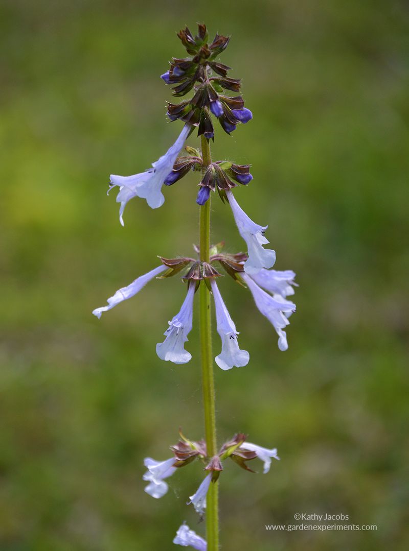 Lyreleaf Sage