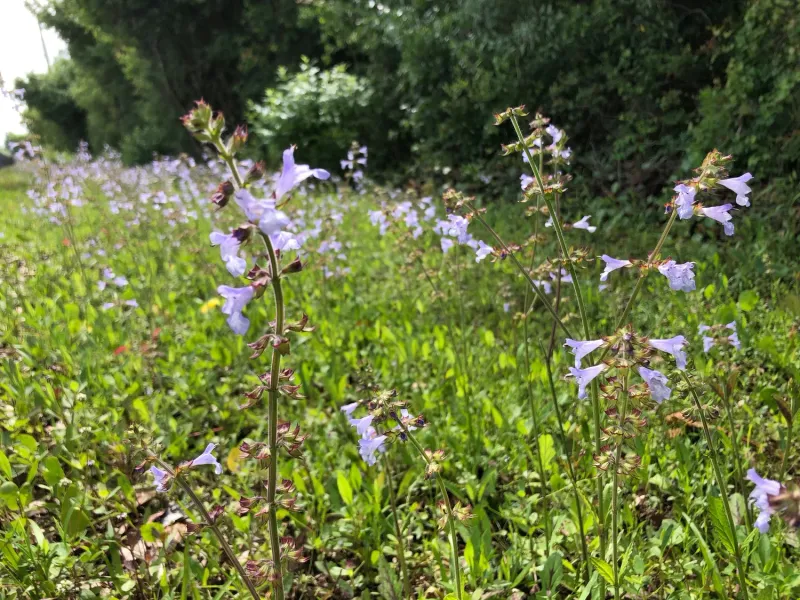 Lyreleaf Sage